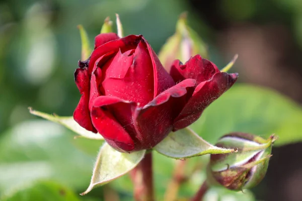 Cabeça Flor Rosa Jugendliebe Guldemondplantsoen Rosarium Boskoop Países Baixos — Fotografia de Stock