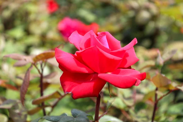 Grande Amore 玫瑰花冠在荷兰的Guldemondplantsoen Rosarium Boskoop — 图库照片
