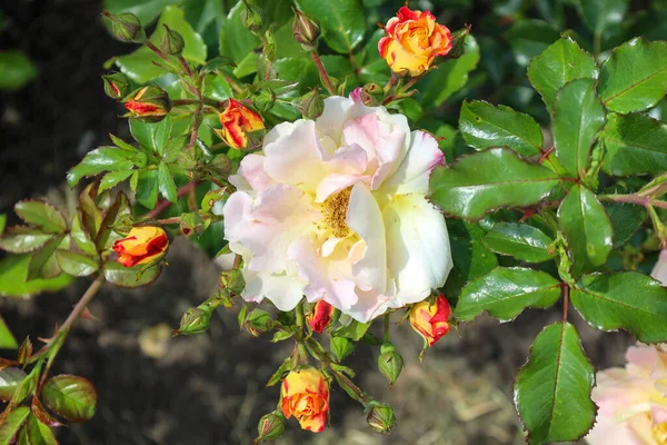 Cabeza Rosa Exótica Guldemondplantsoen Rosarium Boskoop Países Bajos — Foto de Stock
