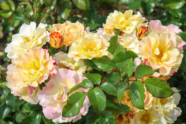 'Exotic' rose flower head at the Guldemondplantsoen Rosarium Boskoop Netherlands