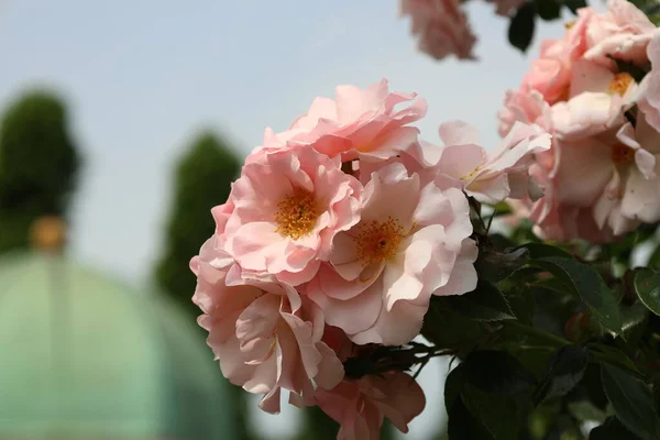 Checkmate Rose Flower Head Guldemondplantsoen Rosarium Boskoop Netherlands Stock Photo