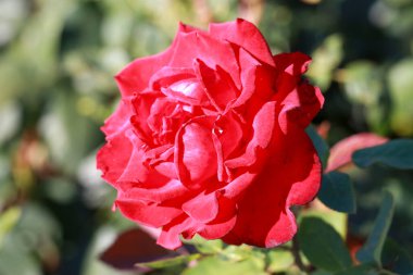 Grande Amor rose flower head in the Guldenmondplantsoen Rosarium in Boskoop Netherlands