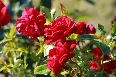 Jugendliebe rose flower head in the Guldenmondplantsoen Rosarium in Boskoop netherlands
