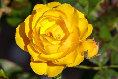 Rosa Absolutely for you rose flower head in the Guldenmondplantsoen Rosarium in Boskoop in the Netherlands