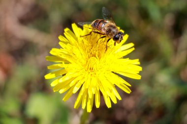 Dandelion with bee on it in the Guldemondplantsoen in Boskoop the Netherlands