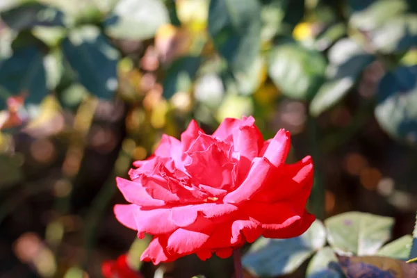 Grande Amor Rose Flower Head Guldenmondplantsoen Rosarium Boskoop Netherlands — 图库照片