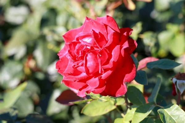 Grande Amor Rose Flower Head Guldenmondplantsoen Rosarium Boskoop Netherlands — 图库照片