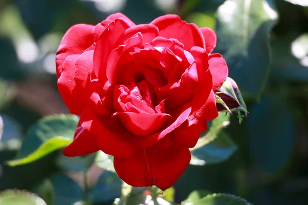 Jugendliebe Rose Flower Head Guldenmondplantsoen Rosarium Boskoop Netherlands — Stockfoto