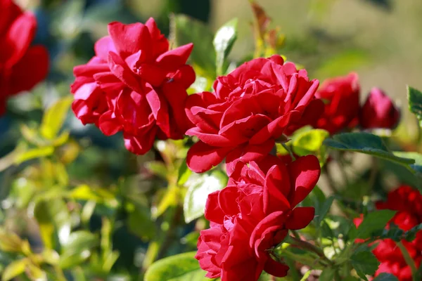 Jugendliebe Rose Flower Head Guldenmondplantsoen Rosarium Boskoop Netherlands — 图库照片