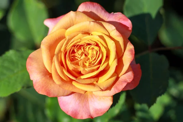 Villa Cotta Rose Flower Head Guldenmondplantsoen Rosarium Boskoop Netherlands — Foto de Stock