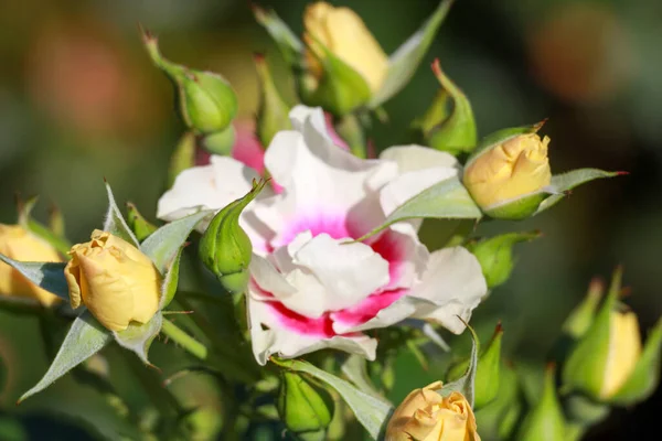 See you in purple rose flower head in the Guldenmondplantsoen Rosarium in Boskoop Netherlands