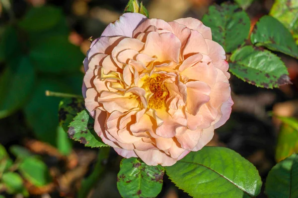 Royal Wedding Rose Flower Head Guldenmondplantsoen Rosarium Boskoop Netherlands —  Fotos de Stock