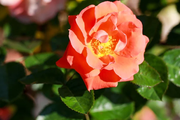 Newsflash Rose Flower Head Guldenmondplantsoen Rosarium Boskoop Netherlands — Photo