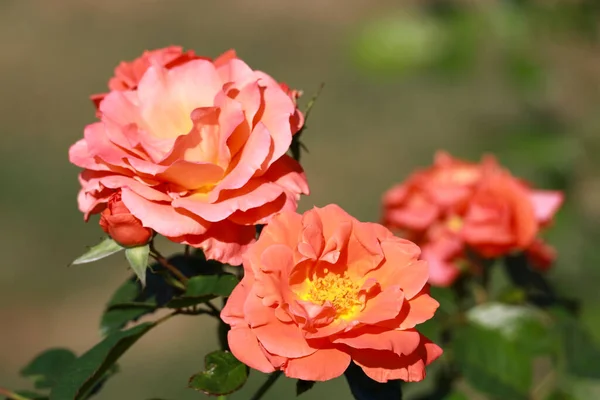 Νέαflash Τριαντάφυλλο Λουλούδι Κεφάλι Στο Guldenmondplantsoen Rosarium Στο Boskoop Ολλανδία — Φωτογραφία Αρχείου