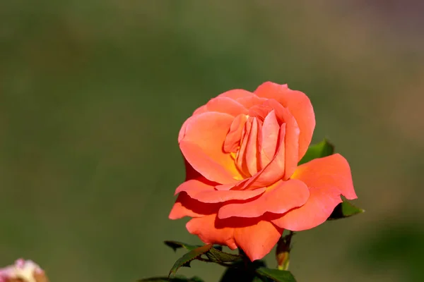 Νέαflash Τριαντάφυλλο Λουλούδι Κεφάλι Στο Guldenmondplantsoen Rosarium Στο Boskoop Ολλανδία — Φωτογραφία Αρχείου