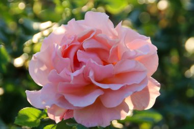 Prenses Stphanie Grande Düşesi Hritire de Lüksemburg çiçeği. Hollanda, Boskoop 'taki Guldemondplantsoen Rosaryumunda bir gülün başı.