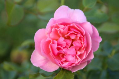 Hollanda, Boskoop 'taki Guldemondplantsoen Rosarium' da bir gülün başı.