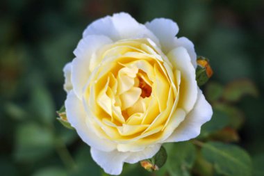 Jean Robie Hollanda Boskoop 'taki Guldemondplantsoen Rosarium' da bir gülün başı.