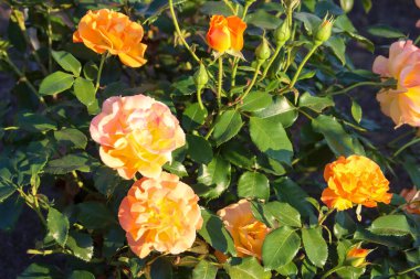 Hollanda, Boskoop 'taki Guldemondplantsoen Rosarium' da bir gülün başı.