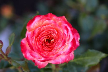 Hollanda, Boskoop 'taki Guldemondplantsoen Rosarium' da bir gülün başı.