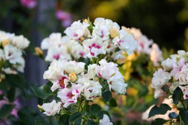 Hollanda, Boskoop 'taki Guldemondplantsoen Rosarium' da bir gülün başındaki mor çiçekte görüşürüz.