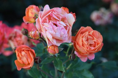 Hollanda, Boskoop 'taki Guldemondplantsoen Rosarium' da bir gülün başı.