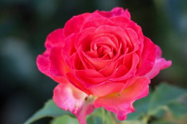 Guldemondplantsoen Rosarium, Boskoop Hollanda 'daki bir gülün başı.