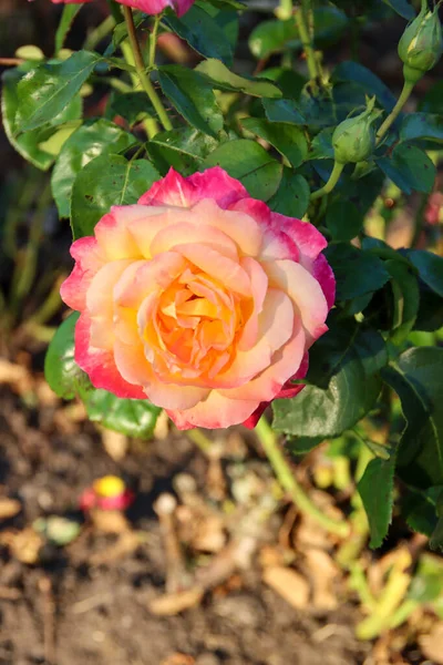 Pullman Orient express flower head of a rose in de Guldemondplantsoen Rosarium in Boskoop the Netherlands