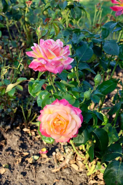 Pullman Orient express flower head of a rose in de Guldemondplantsoen Rosarium in Boskoop the Netherlands