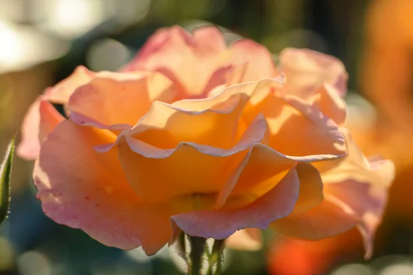 Tête Fleur Westzeit Une Rose Guldemondplantsoen Rosarium Boskoop Aux Pays — Photo