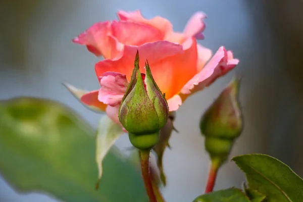 Medlidande Blomma Huvud Ros Guldemondplantsoen Rosarium Boskoop Nederländerna — Stockfoto