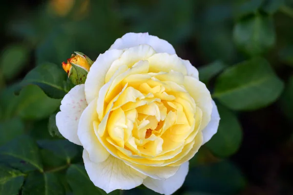 Jean Robie Cabeza Flor Una Rosa Guldemondplantsoen Rosarium Boskoop Los — Foto de Stock