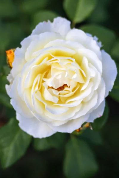 Jean Robie Cabeza Flor Una Rosa Guldemondplantsoen Rosarium Boskoop Los — Foto de Stock