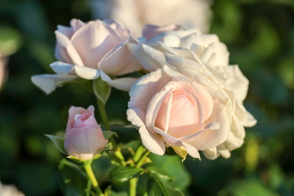 Голландском Городке Боскооп Розенборн Розенбаум Выкопали Цветочную Голову Розы — стоковое фото