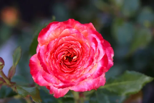 Cabeza Flor Meteorito Una Rosa Guldemondplantsoen Rosarium Boskoop Los Países — Foto de Stock