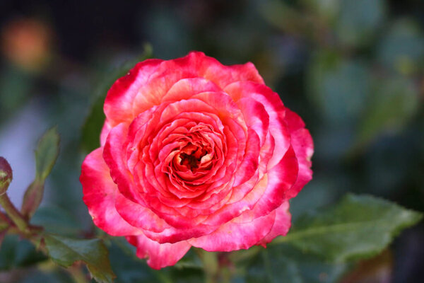 Meteor flower head of a rose in de Guldemondplantsoen Rosarium in Boskoop the Netherlands