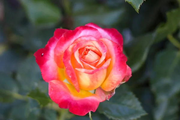 Cabeza Flor Meteorito Una Rosa Guldemondplantsoen Rosarium Boskoop Los Países — Foto de Stock