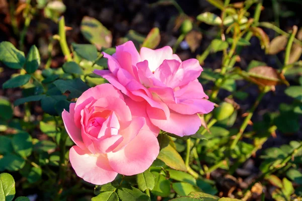 Rosenprofessor Sieber Flor Cabeza Una Rosa Guldemondplantsoen Rosarium Boskoop Los — Foto de Stock