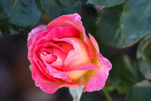 Elle Cabeza Flor Una Rosa Guldemondplantsoen Rosarium Boskoop Los Países — Foto de Stock