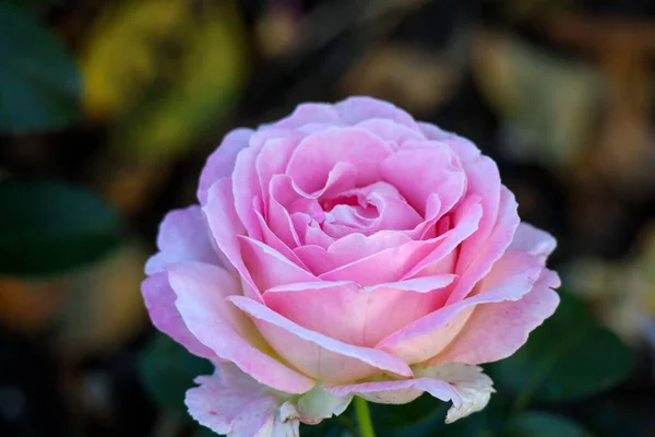 Elle Cabeza Flor Una Rosa Guldemondplantsoen Rosarium Boskoop Los Países — Foto de Stock