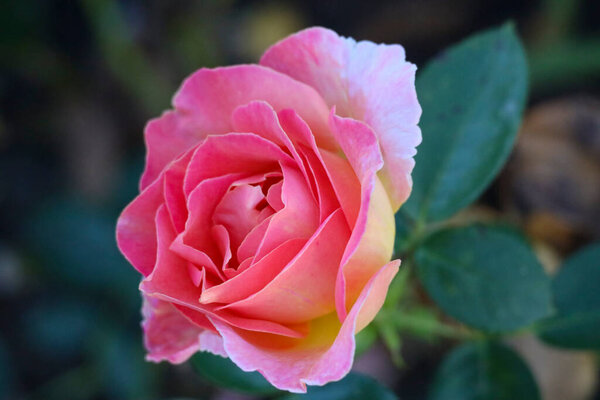 Elle flower head of a rose in de Guldemondplantsoen Rosarium in Boskoop the Netherlands