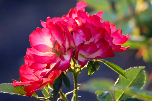 Summer of love flower head of a rose in de Guldemondplantsoen Rosarium in Boskoop in the Netherlands