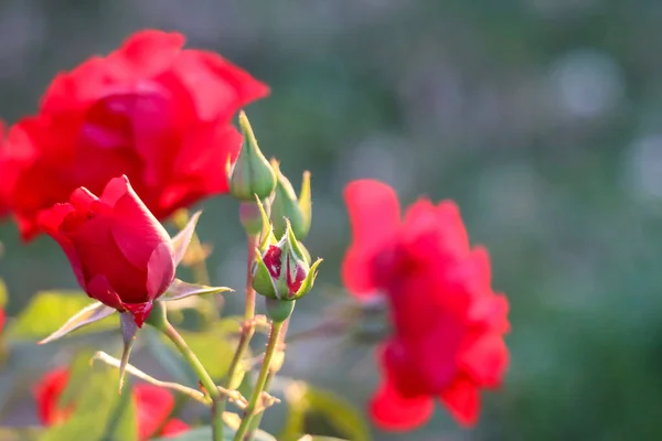 Czarny Las Róża Kwiat Głowa Róży Guldemondplantsoen Rosarium Boskoop Holandii — Zdjęcie stockowe