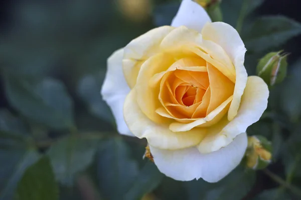 Lax Romanza Blomma Huvud Ros Guldemondplantsoen Rosarium Boskoop Nederländer — Stockfoto