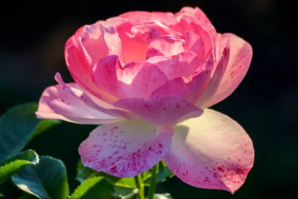Cabeza Flor Vesalius Una Rosa Guldemondplantsoen Rosarium Boskoop Los Países —  Fotos de Stock