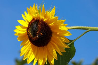 Güneşte sarı ayçiçekleri ve Hollanda 'daki açık bahçelerde mavi gökyüzü.