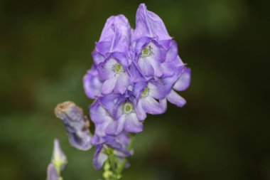 Hollanda 'daki Capelle den IJssel heme bahçesinde yüksükotu çiçeği.