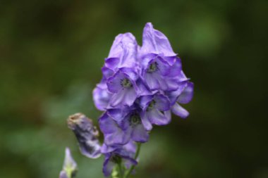 Hollanda 'daki Capelle den IJssel heme bahçesinde yüksükotu çiçeği.