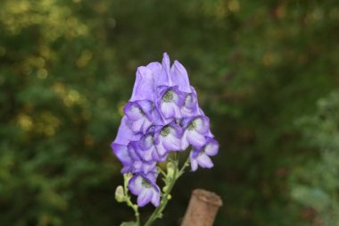 Hollanda 'daki Capelle den IJssel heme bahçesinde yüksükotu çiçeği.