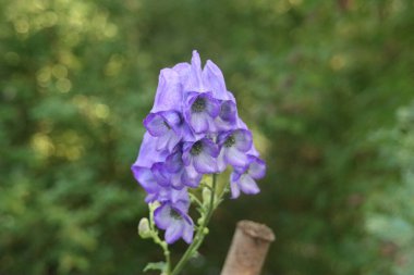 Hollanda 'daki Capelle den IJssel heme bahçesinde yüksükotu çiçeği.